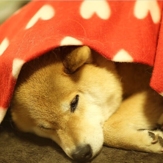 冰封芝加哥,深圳队掀翻公牛的奇迹之夜