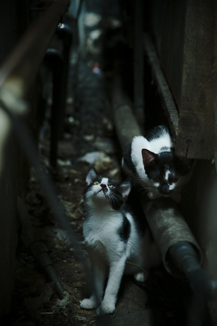 蓝色飓风席卷金色王朝，国王战术铁幕下，福克斯刺破水花神话