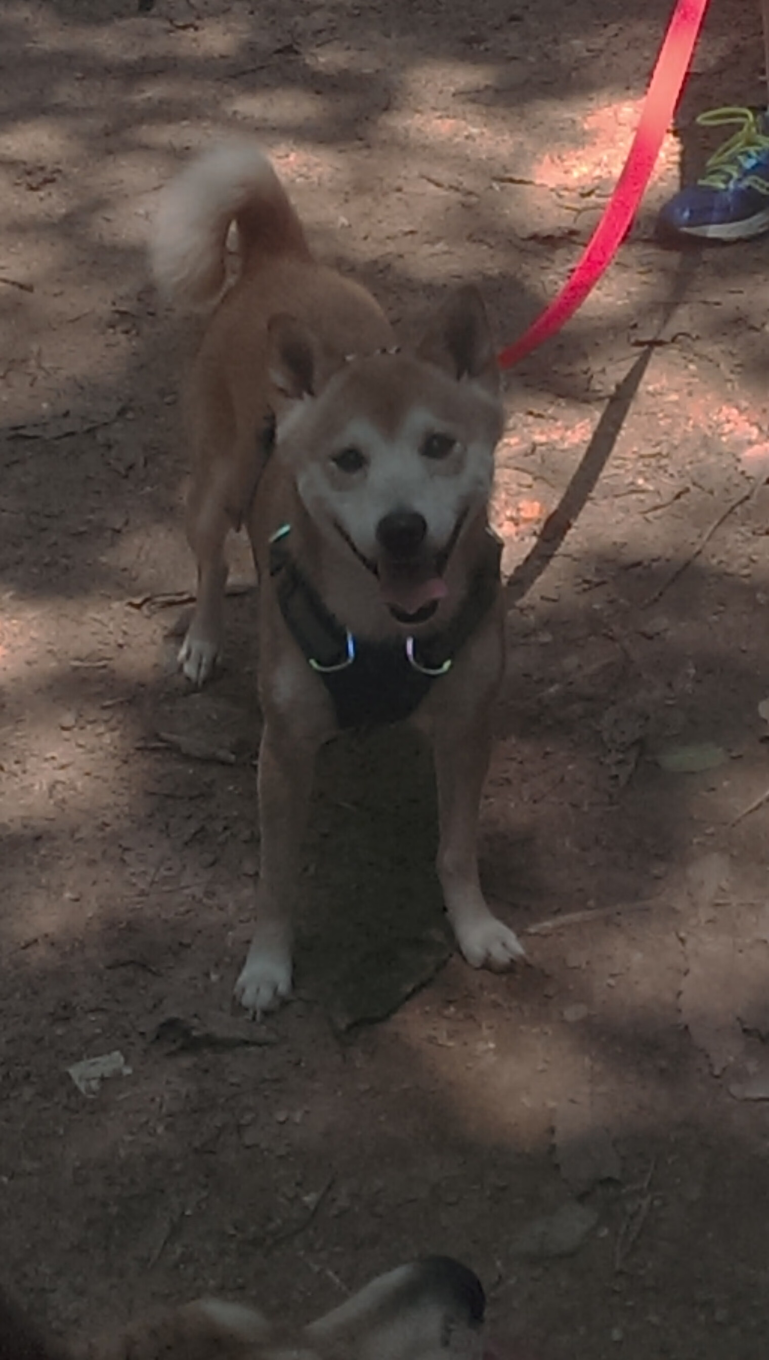 不可复制，伊萨克爆发之夜，乌克兰展现全面压制的终极形态