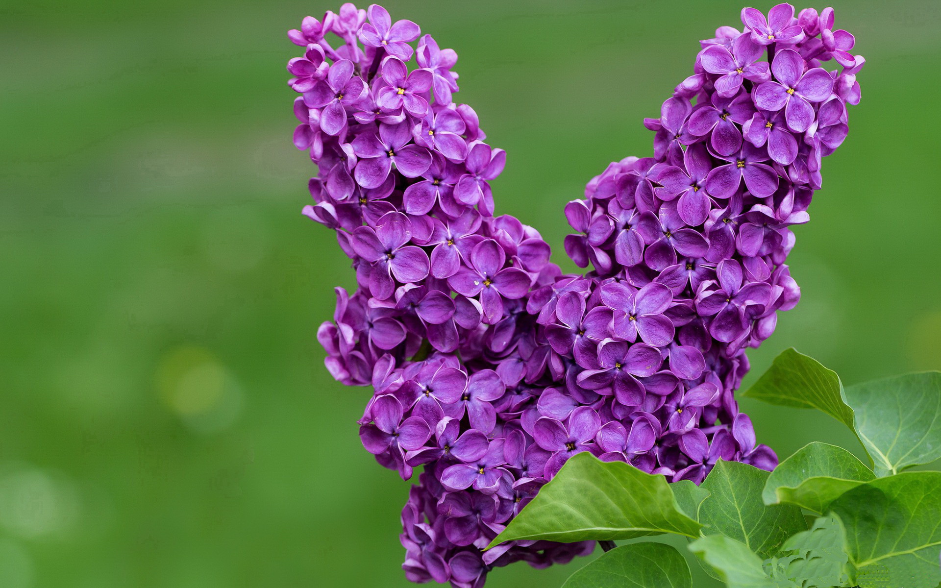 红潮席卷非洲绿鹰，利物浦的尼日利亚之魂与莱奥的争冠接管宣言
