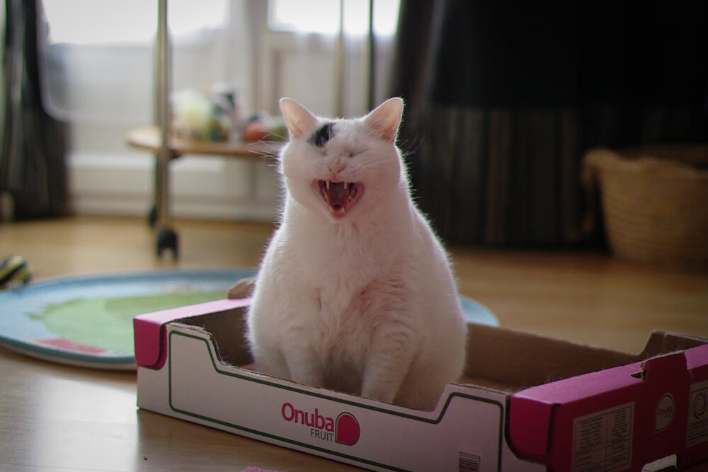 绿茵救世主，萨拉赫的一锤定音与塞内加尔的智利鏖战