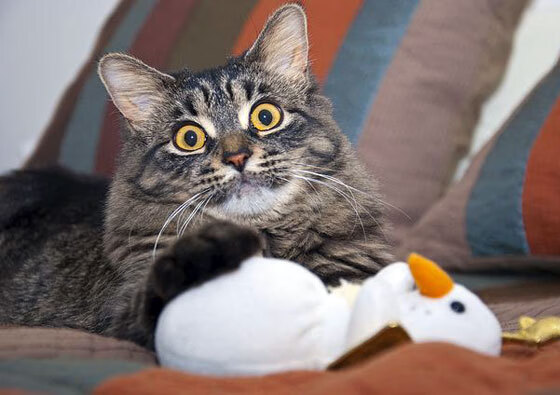 单骑救主！伦纳德高效29分统治末节 浙江铁血封锁强压深圳