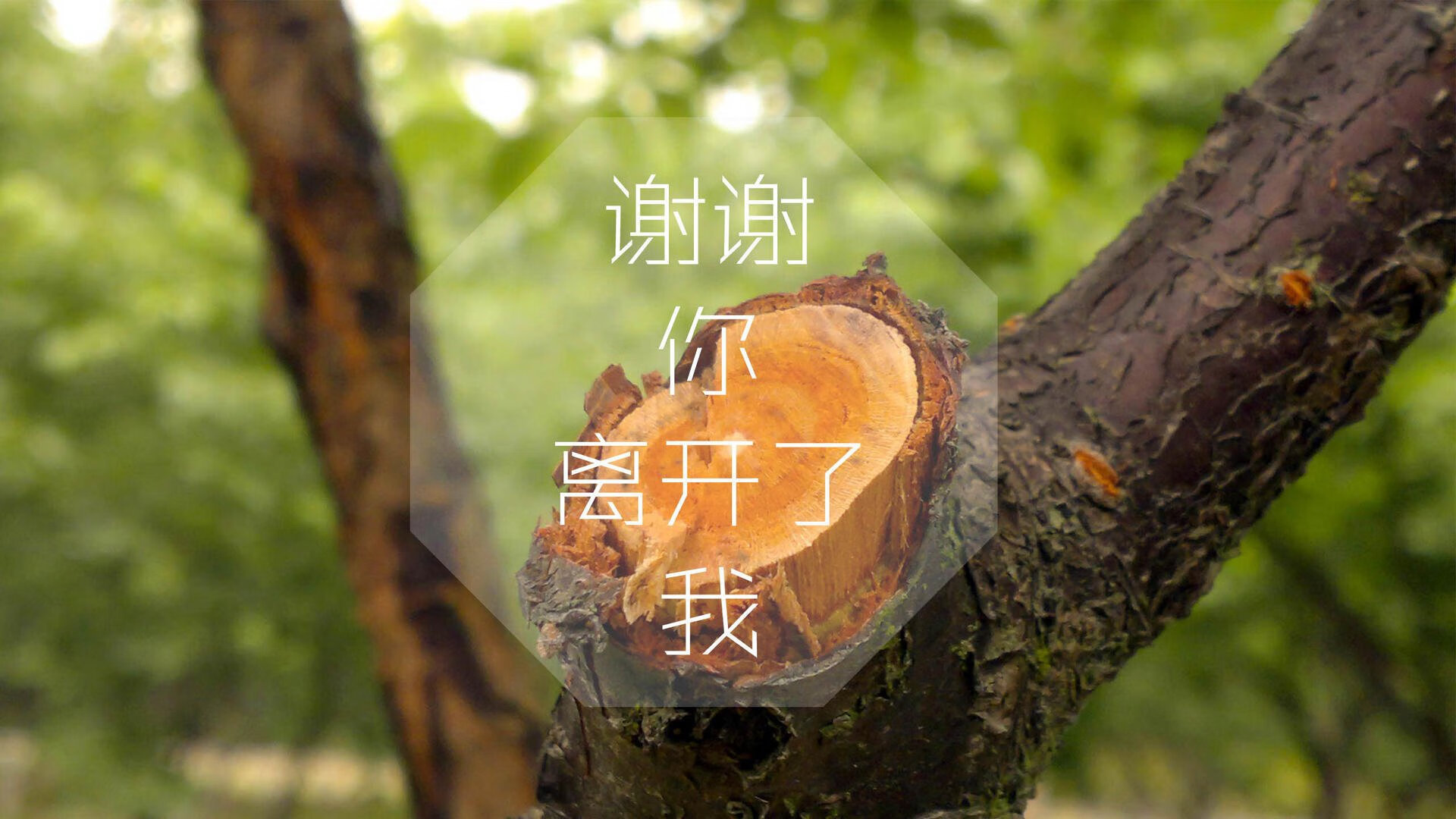 北境之光，一场黑马的成人礼—迪亚斯铁血治军，加拿大如何用胜利重新定义足球第三世界